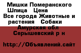 Мишки Померанского Шпица › Цена ­ 60 000 - Все города Животные и растения » Собаки   . Амурская обл.,Серышевский р-н